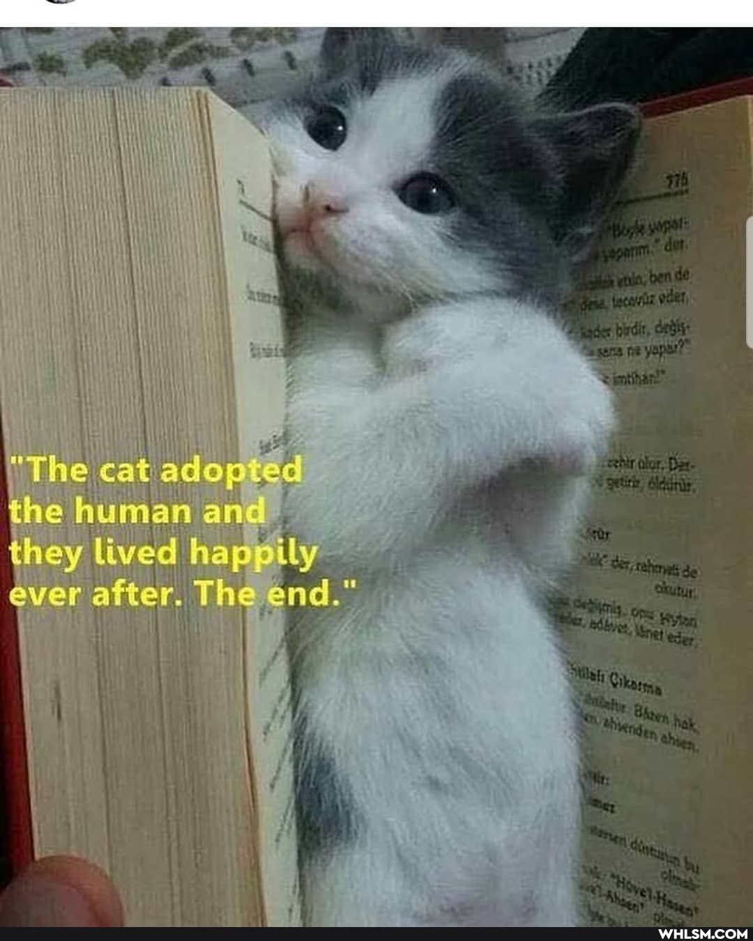 The catt ader human an<.
they lived hap ily ever after. The