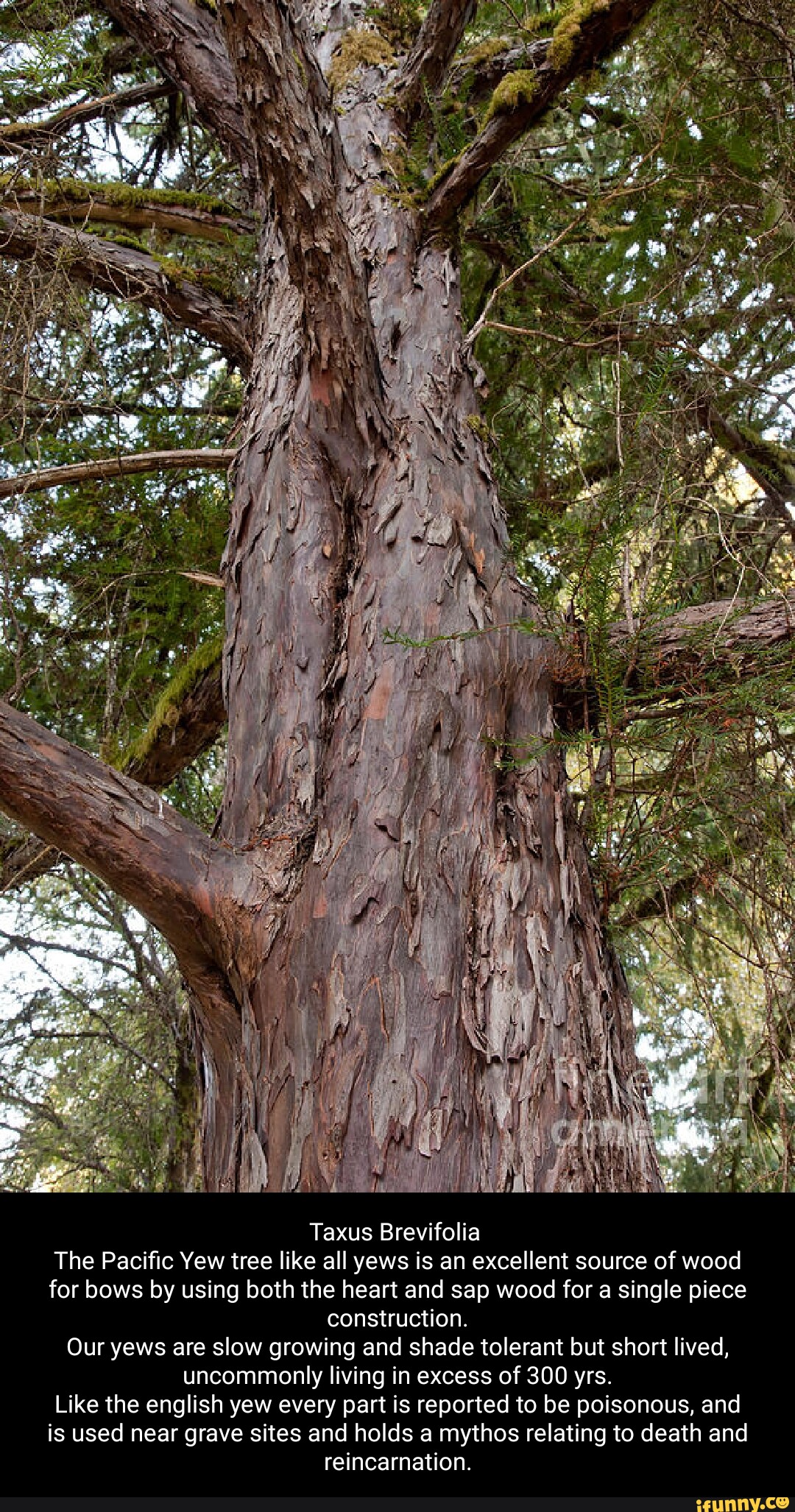 Taxus Brevifolia The Pacific Yew tree like all yews is an excellent