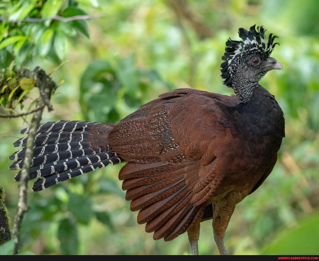 great, curassow, spotted, costa, rica, sporting, fabulous, hairdo