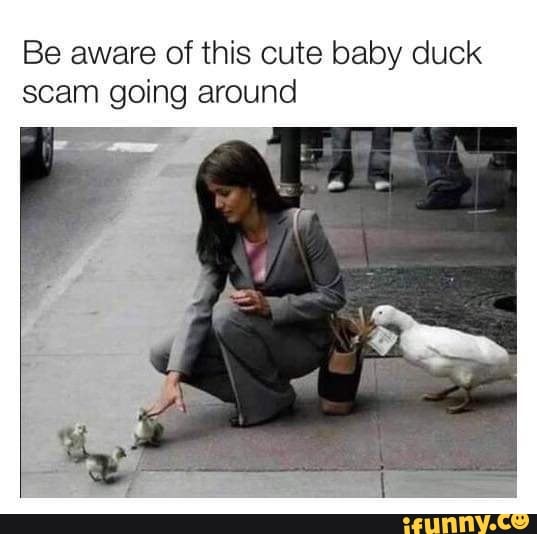 Be aware of this cute baby duck scam going around