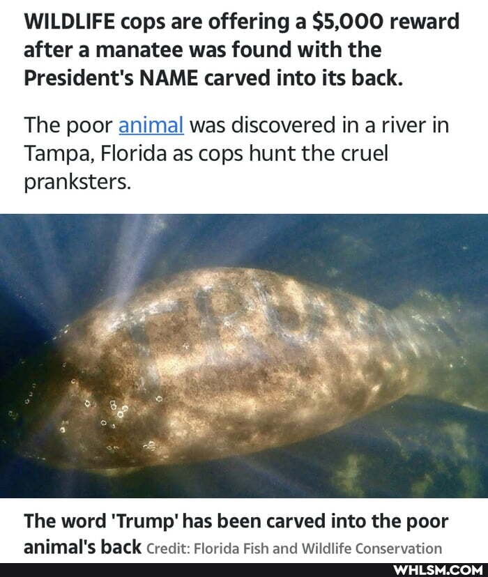 WILDLIFE cops are offering a $5,000 reward after a manatee was found with the
President's NAME carved into its back.
The poor animal was discovered in a river in
Tampa, Florida as cops hunt the cruel pranksters.
ap
The word 'Trump' has been carved into the poor