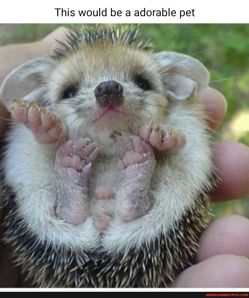 This would be a adorable pet