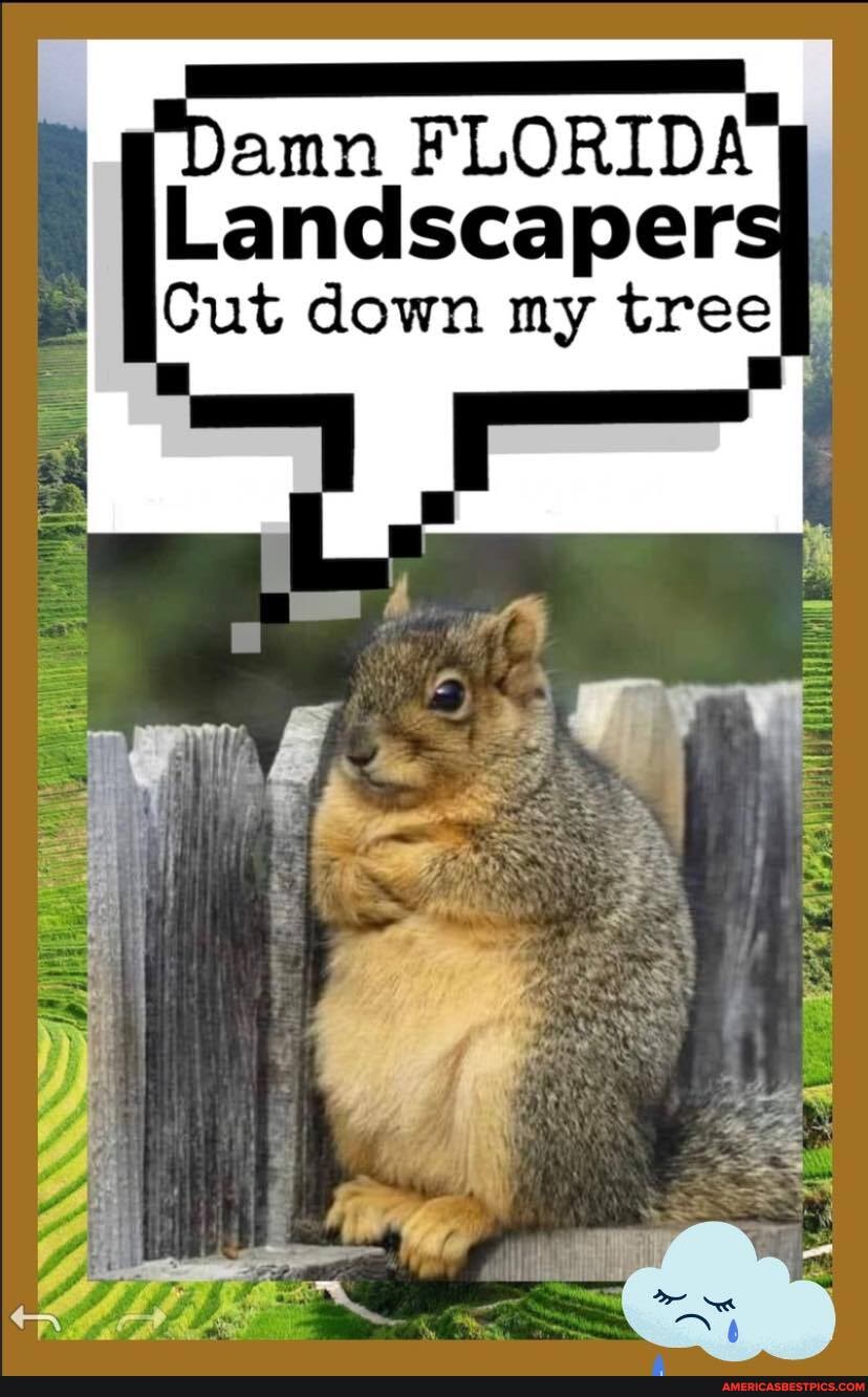 FLORIDA
Cut down my tree