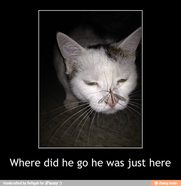 Where did he go he was just here - Where did he go he was just here