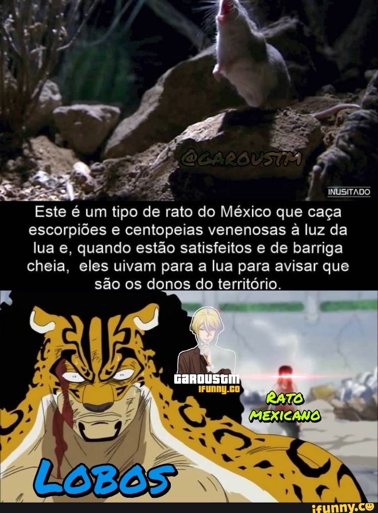 INUSITADO
Este é um tipo de rato do México que caça escorpiões e centopeias venenosas à luz da lua e, quando estão satisfeitos e de barriga cheia, eles uivam para a lua para avisar que
são os donos do território.