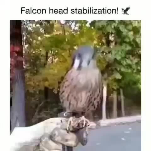 Falcon Head Stabilization I