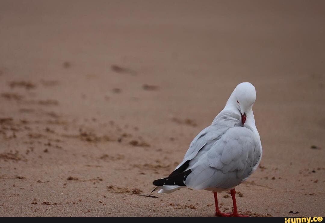 ocean, birds, photography, wildlife, animals