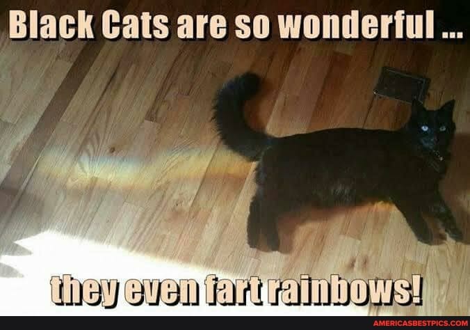 Black Cats are so wonderful...
hay