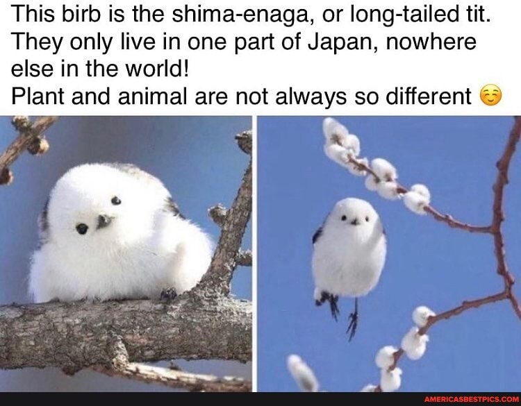 This birb is the shima-enaga, or long-tailed tit.
They only live in one part of Japan, nowhere else in the world!
Plant and animal are not always so different
of