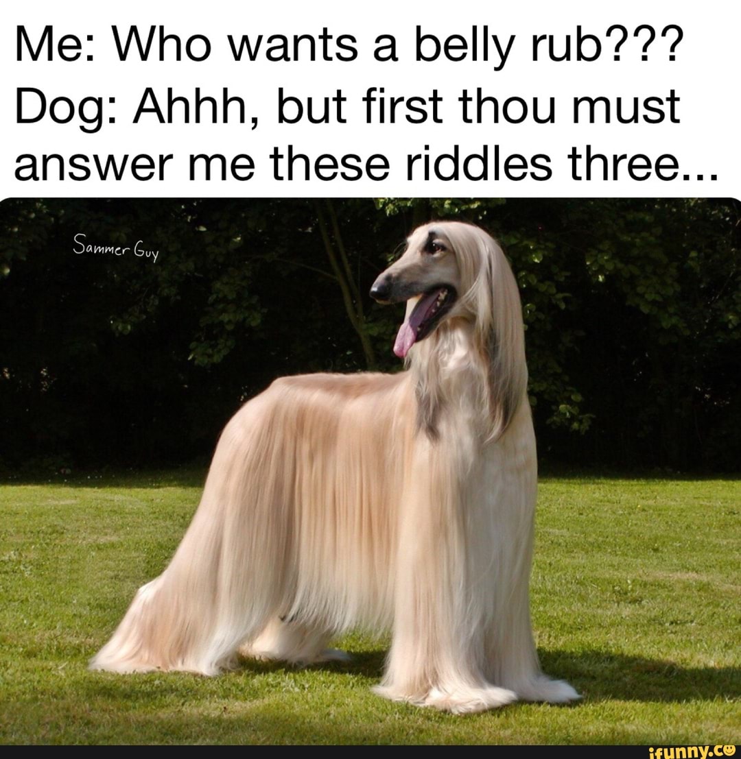 Me Who Wants A Belly Rub Dog Ahhh But First Thou Must Answer Me These Riddles Three Ifunny