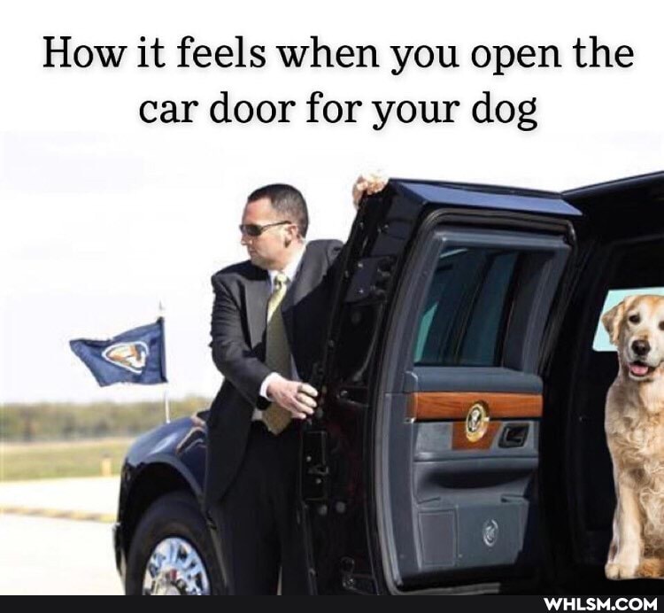 How it feels when you open the car door for your dog