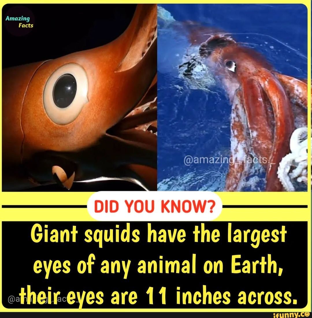 DID YOU Giant squids have the largest eyes of any animal on Earth, their  eves are 11 inches across. 