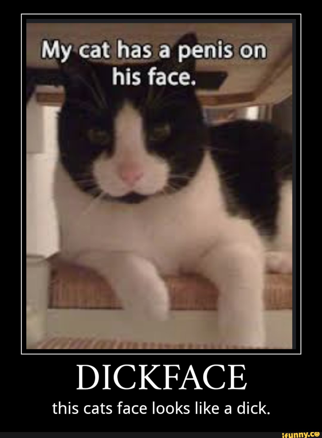 DICKFACE this cats face looks like a dick. 