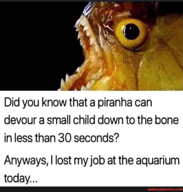 Did you know that a piranha can devour a small child down to the bone in less than 30 seconds?
Anyways, I lost my job at the aquarium
todav