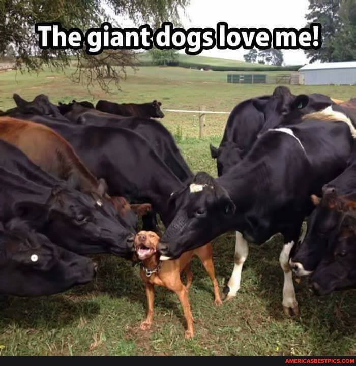 The giant dogs'loveime!