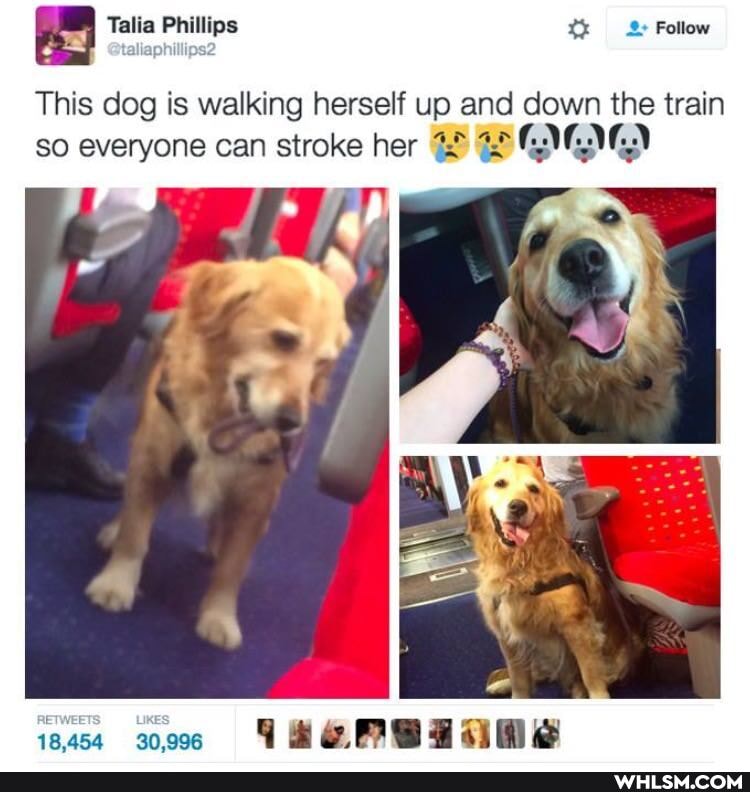 This dog is walking herself up and down the train so everyone can stroke her