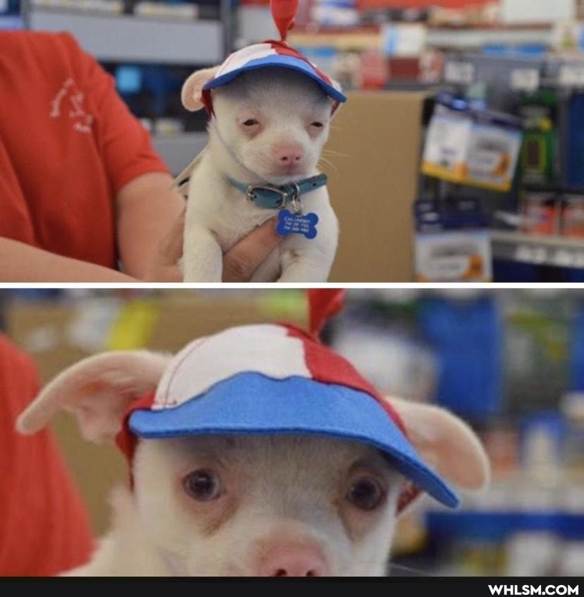 funny, albino