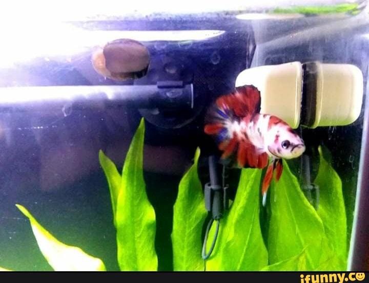 Mem Fish Rescue Fish_rescue memes. Best Collection of funny Fish_rescue pictures on iFunny