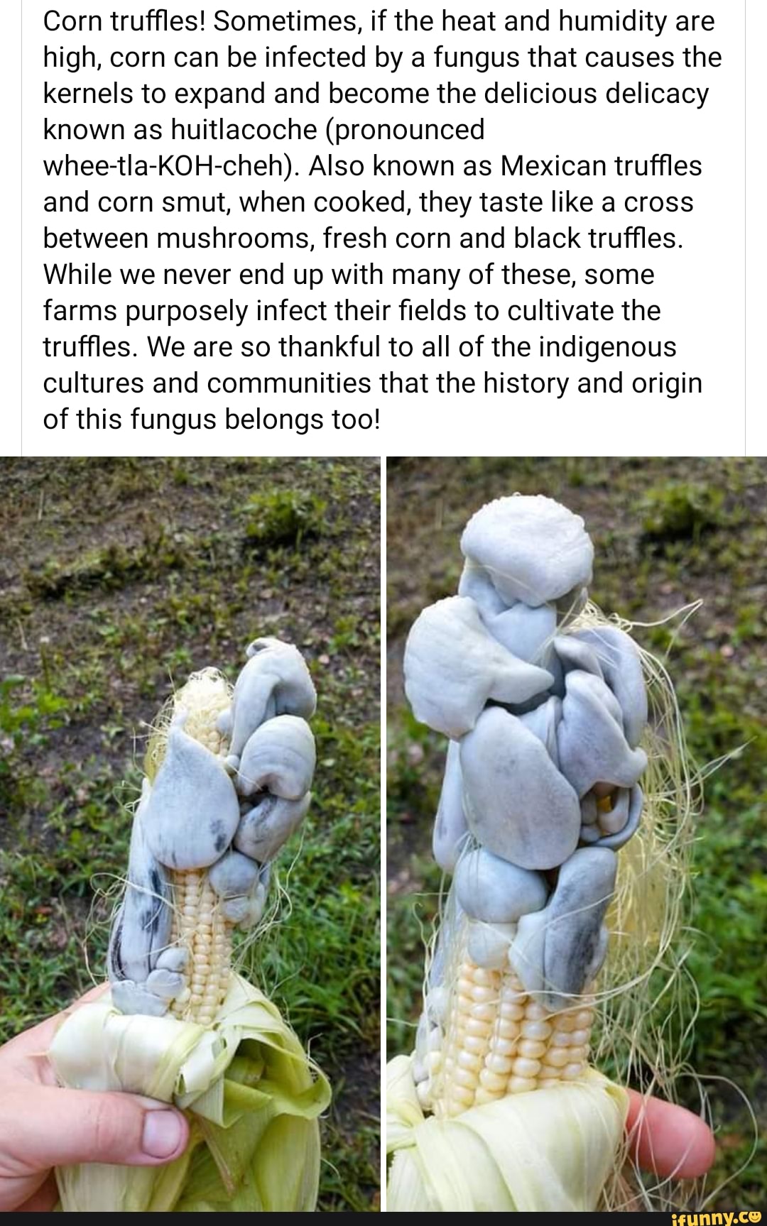 Corn truffles! Sometimes, if the heat and humidity are high, corn can be infected by a fungus