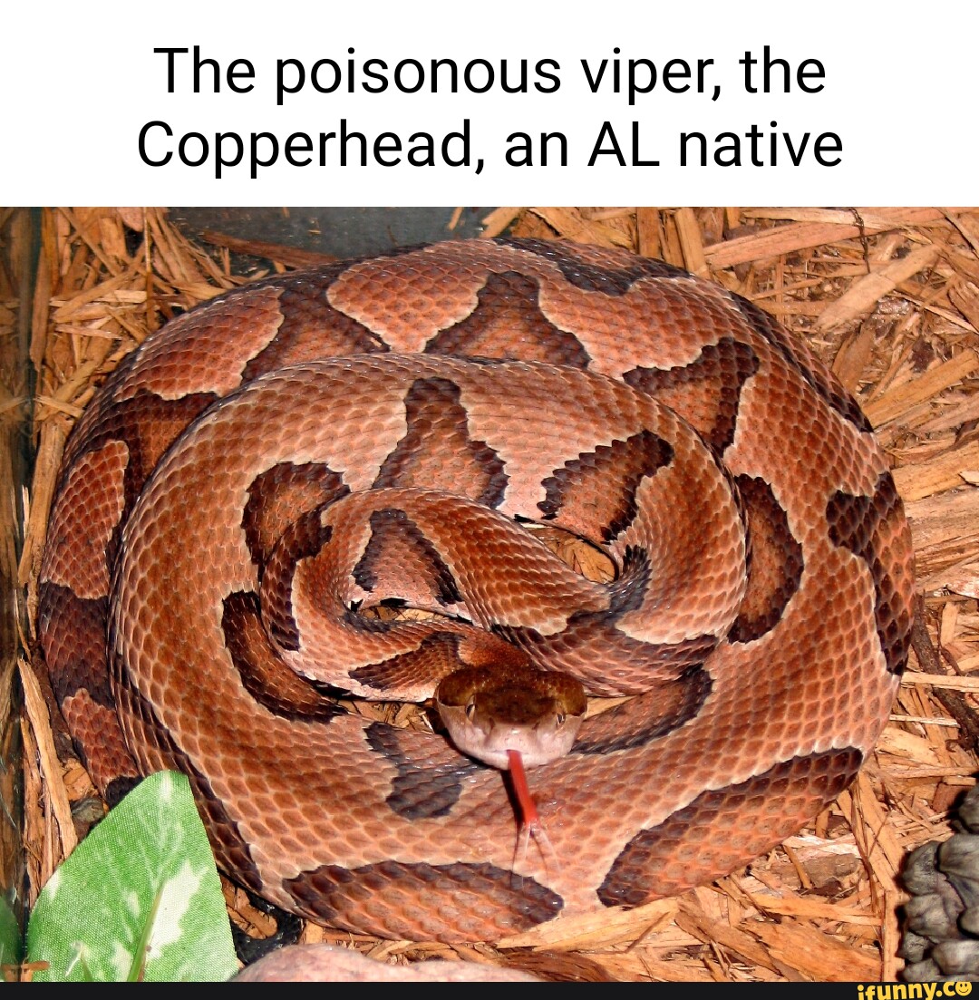 Copperhead memes. Best Collection of funny Copperhead pictures on iFunny