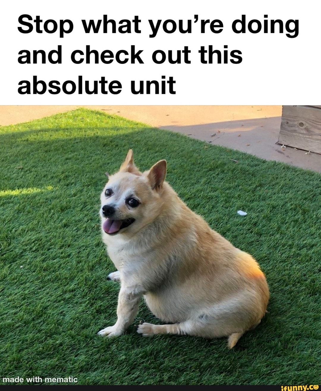 Stop what you're doing
and check out this
absolute unit