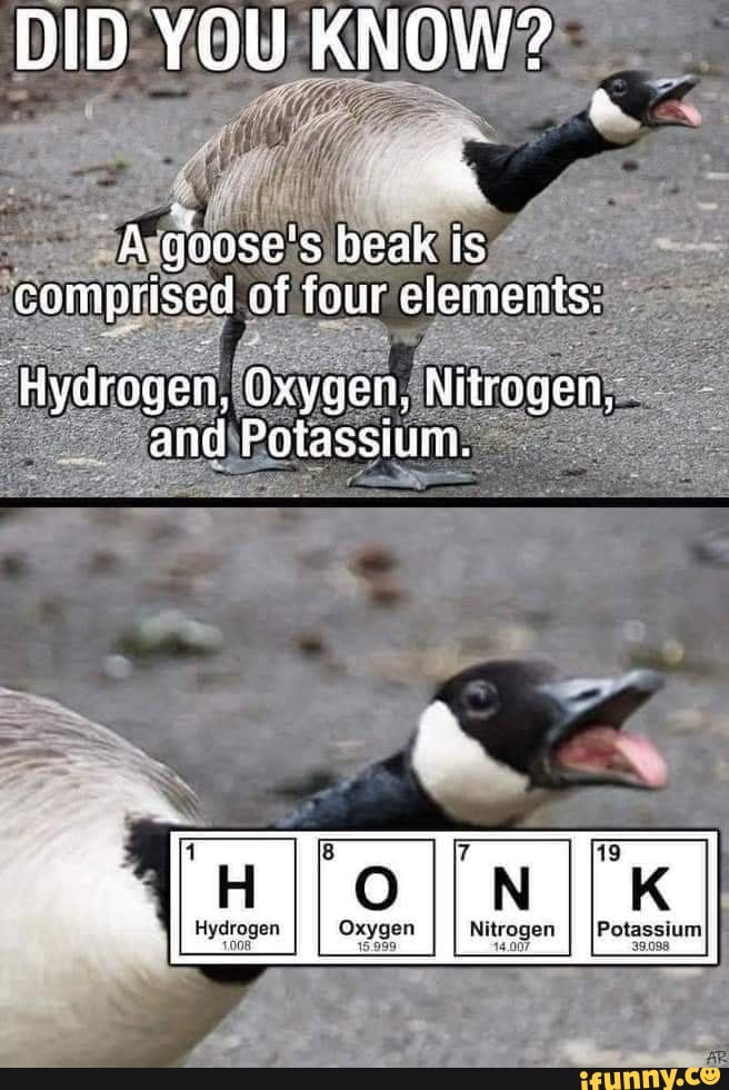 DID YOU KNOW?
A aoase's beak is comprised of four elements:
Hydrogen, Oxygen, Nitrogen, and Potassium.