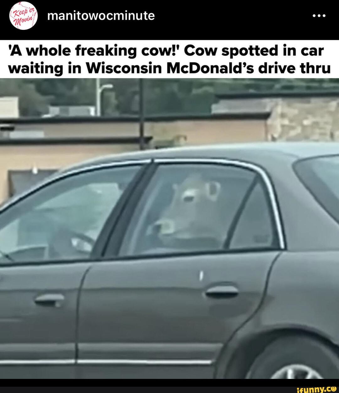 Manitowocminute 'A whole freaking cow!' Cow spotted in car waiting in Wisconsin McDonald's drive
