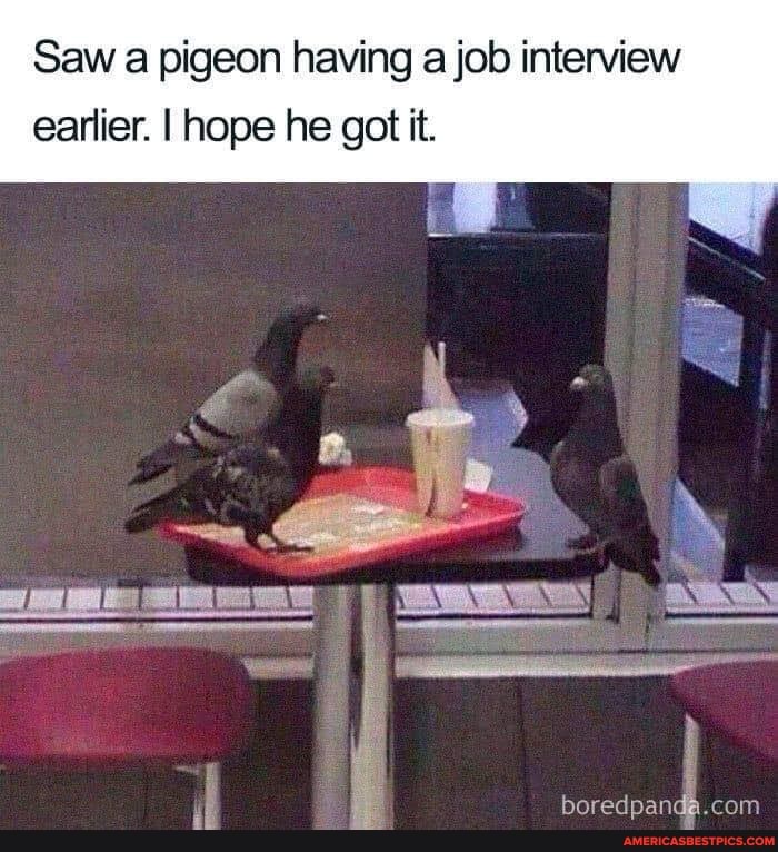 Saw a pigeon having a job interview
earlier. I hope he got it.