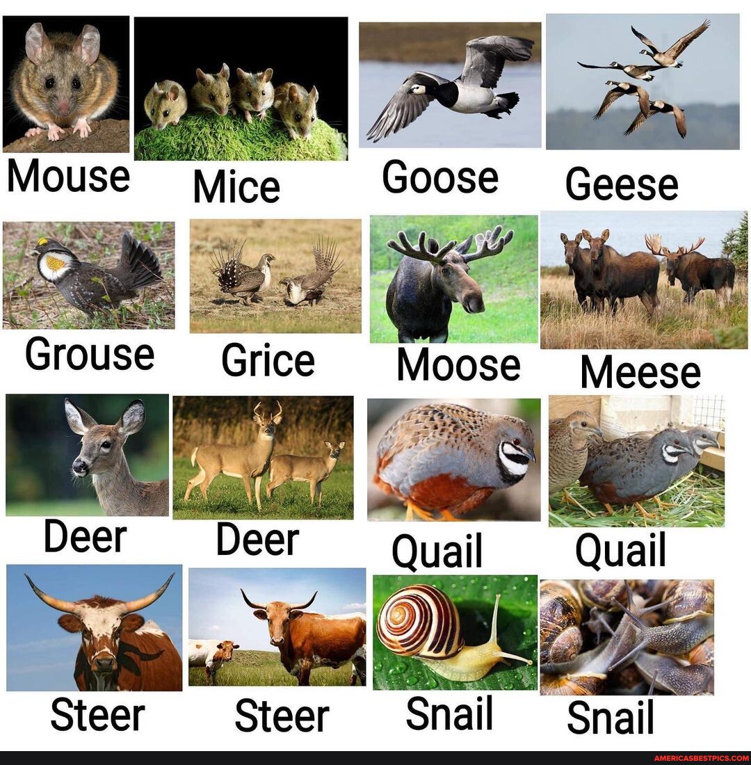 🤔 Sounds about right. Meme by uiu_birds Mice Goose Geese hae Deer