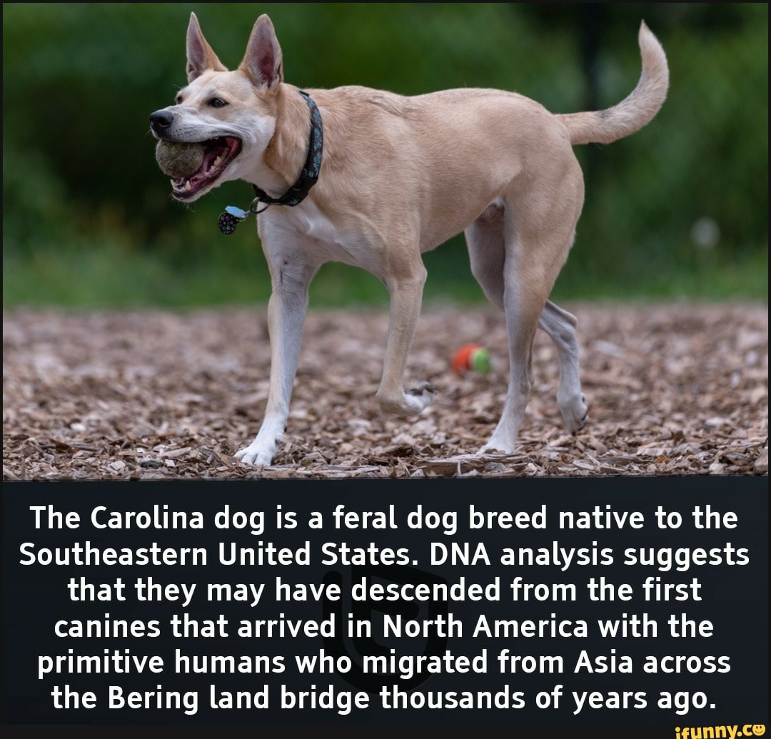 The Carolina dog is a feral dog breed native to the
Southeastern United States. DNA analysis suggests that they may have descended from the first canines that arrived in North America with the primitive humans who migrated from Asia across the Bering land bridge thousands of years ago.
