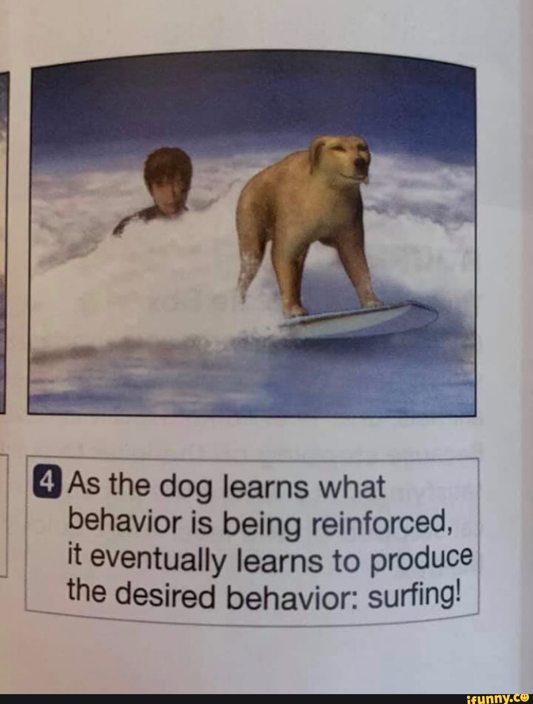As the dog learns what behavior is being reinforced, it eventually learns to produce the desired behavior: surfing!