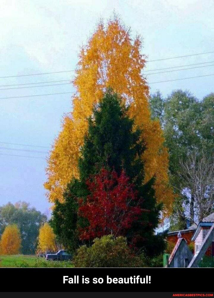 Fall is so beautiful! - Fall is so beautiful!