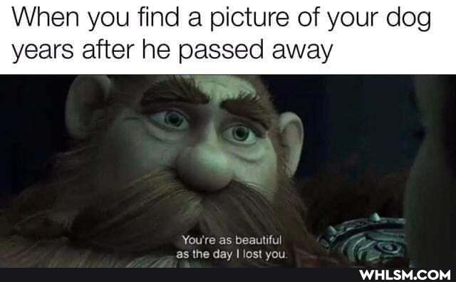 When you find a picture of your dog years after he passed away
You're as beautiful