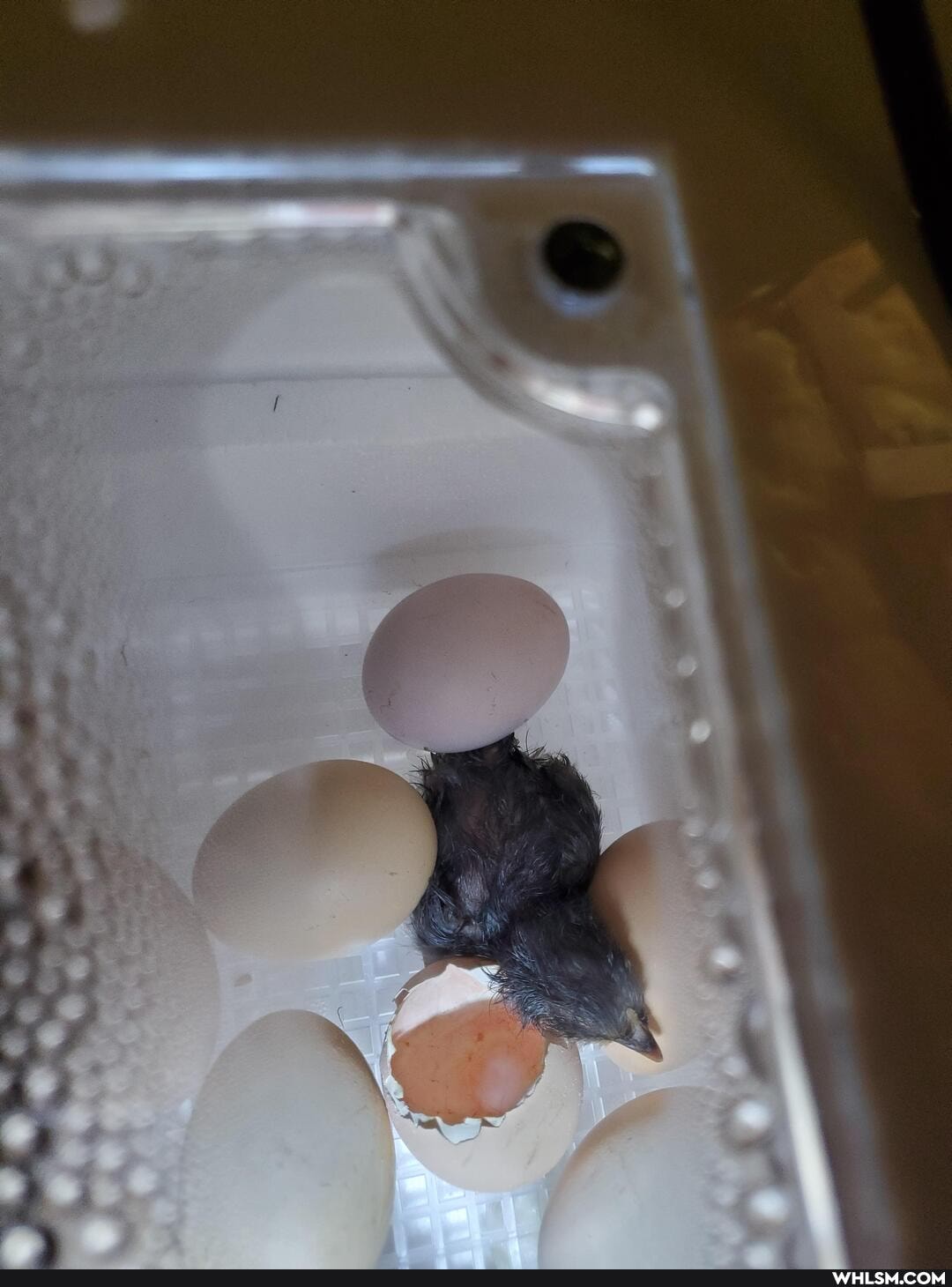 aww, chicken, baby_animals, cats, noon_cat