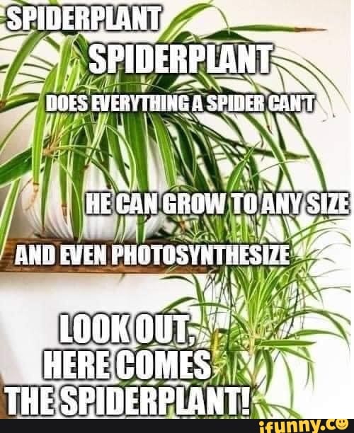 Spiderplant memes. Best Collection of funny Spiderplant pictures on iFunny