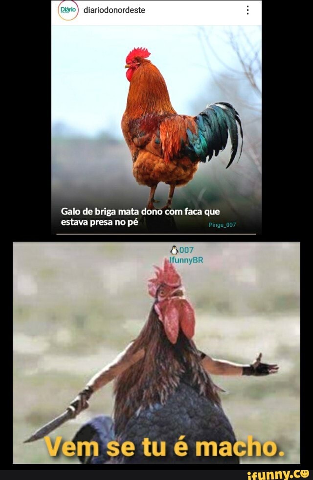 io) diariodonordeste
Galo de briga mata dono com faca que estava presa no pé
se tu