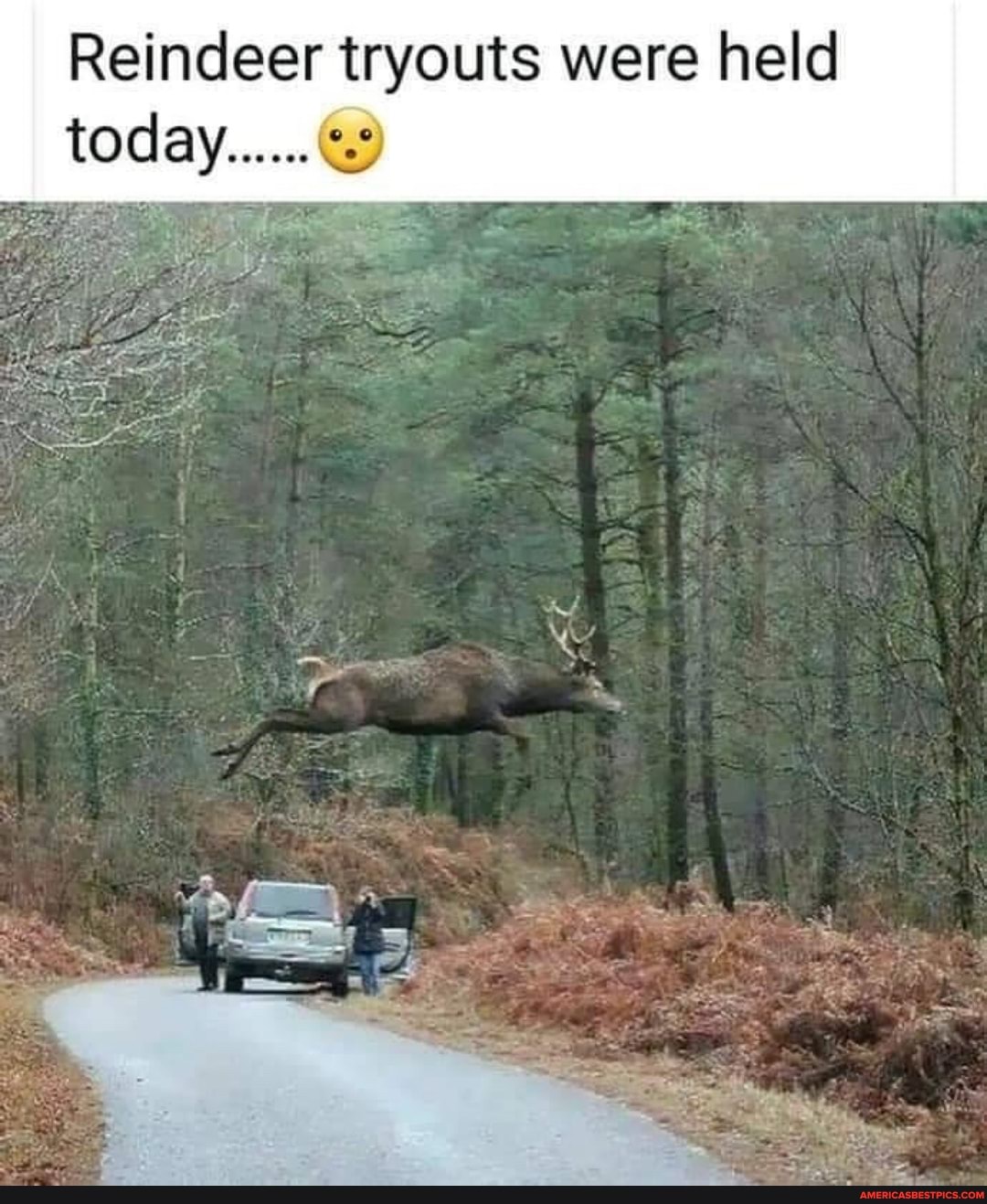 Reindeer tryouts were held
