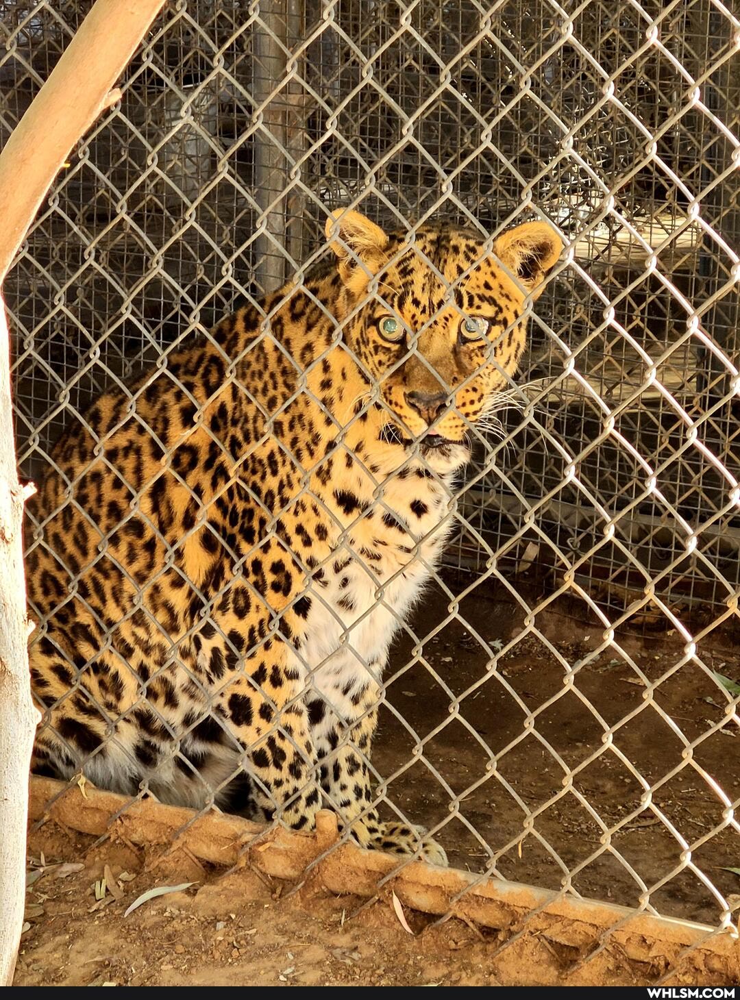 zoo, exotic_animals, dayinthelifeofazookeeper
