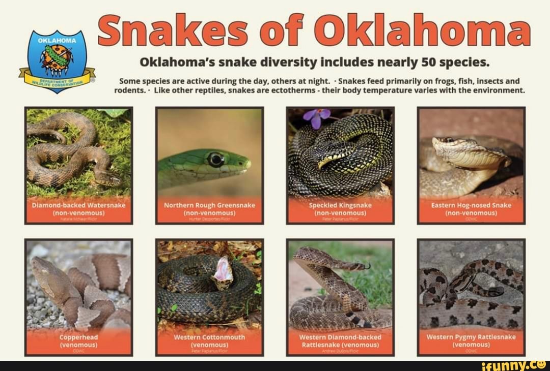 Snakes of Oklahoma Oklahoma's snake diversity includes nearly 50