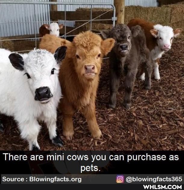 pets
There are mini cows you can purchase as