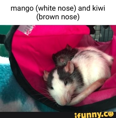 mango (white nose) and kiwi
(brown nose)
