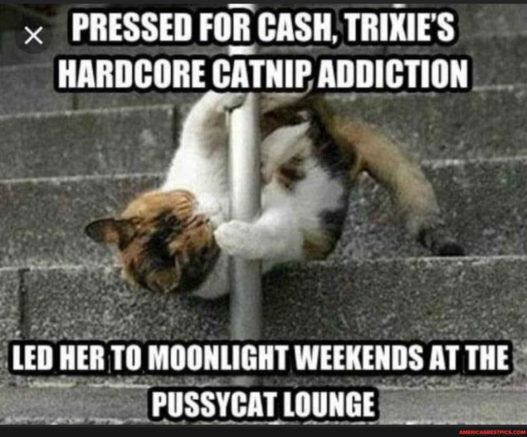 PRESSED FOR CASH, TRIKIES HARDCORE CATNIP ADDICTION
a I
LED HER TO MQONLIGHT WEEKENDS AT THE PUSSYCAT LOUNGE