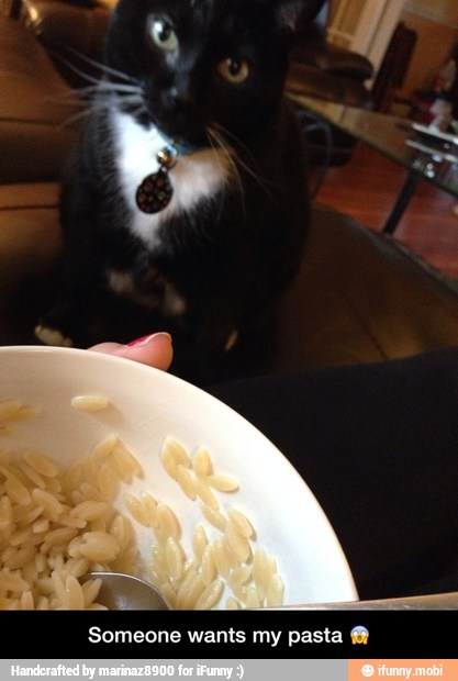 Someone wants my pasta 8 - Someone wants my pasta π±
