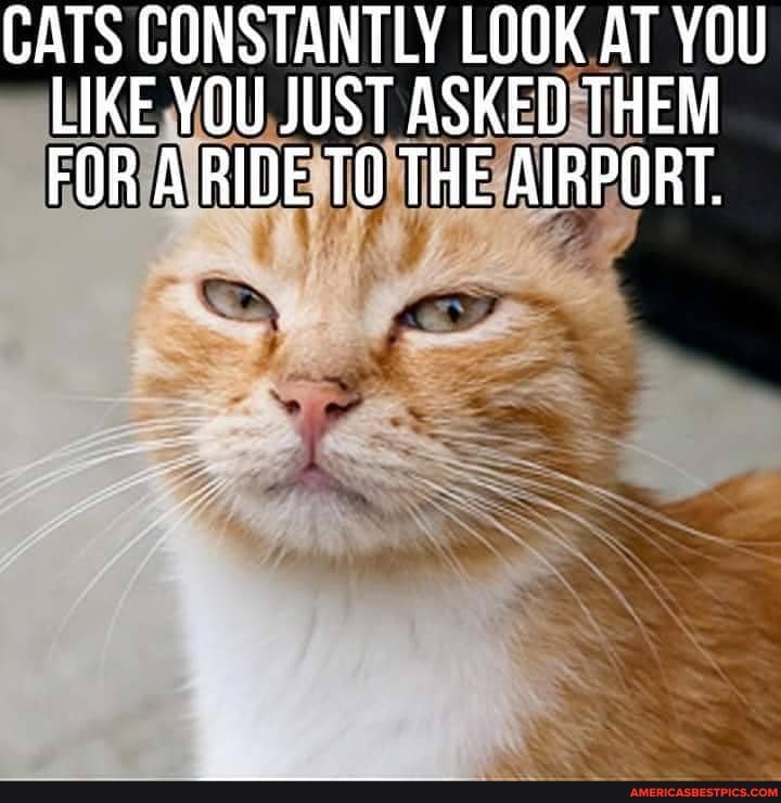 CATS CONSTANTLY LOOK AT YOU LIKE YOU JUST ASKED THEM FOR A RIDE THE AIRPORT.