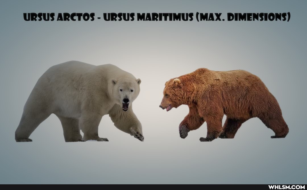 bear, bears, wildlife, comparison