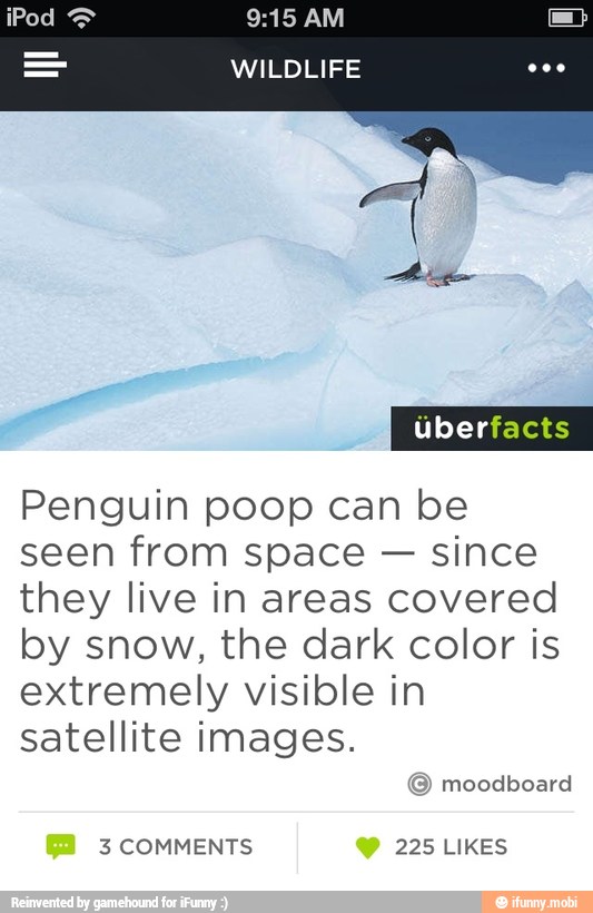 9:15 AM
WILDLIFE
Penguin poop can be
seen from space since
they live in areas covered
by snow, the dark color is
extremely visible in
satellite images.