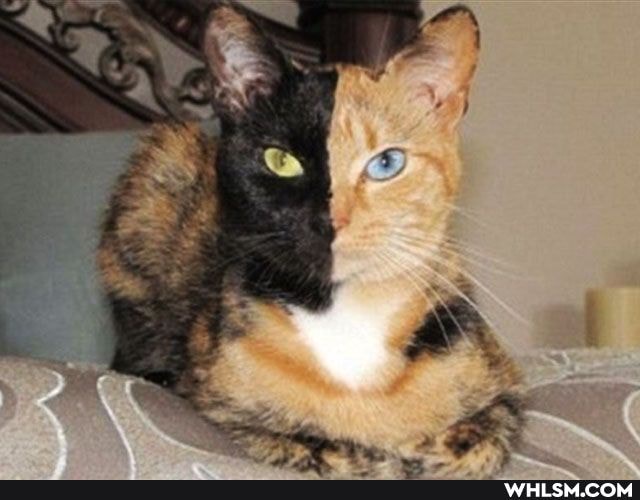 cats, aww, lol