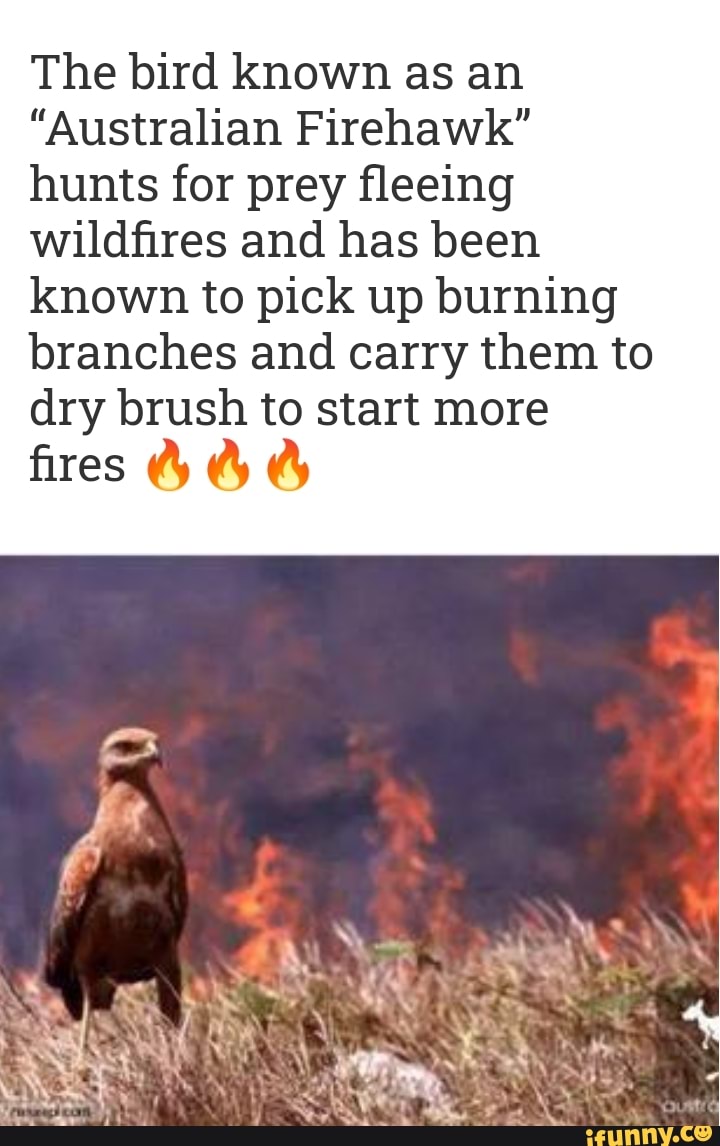 The bird known as an "Australian Firehawk" hunts for prey fleeing wildfires and has been known