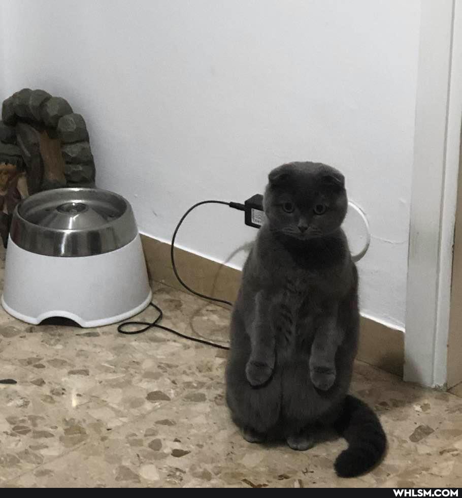 funny, cat, cats