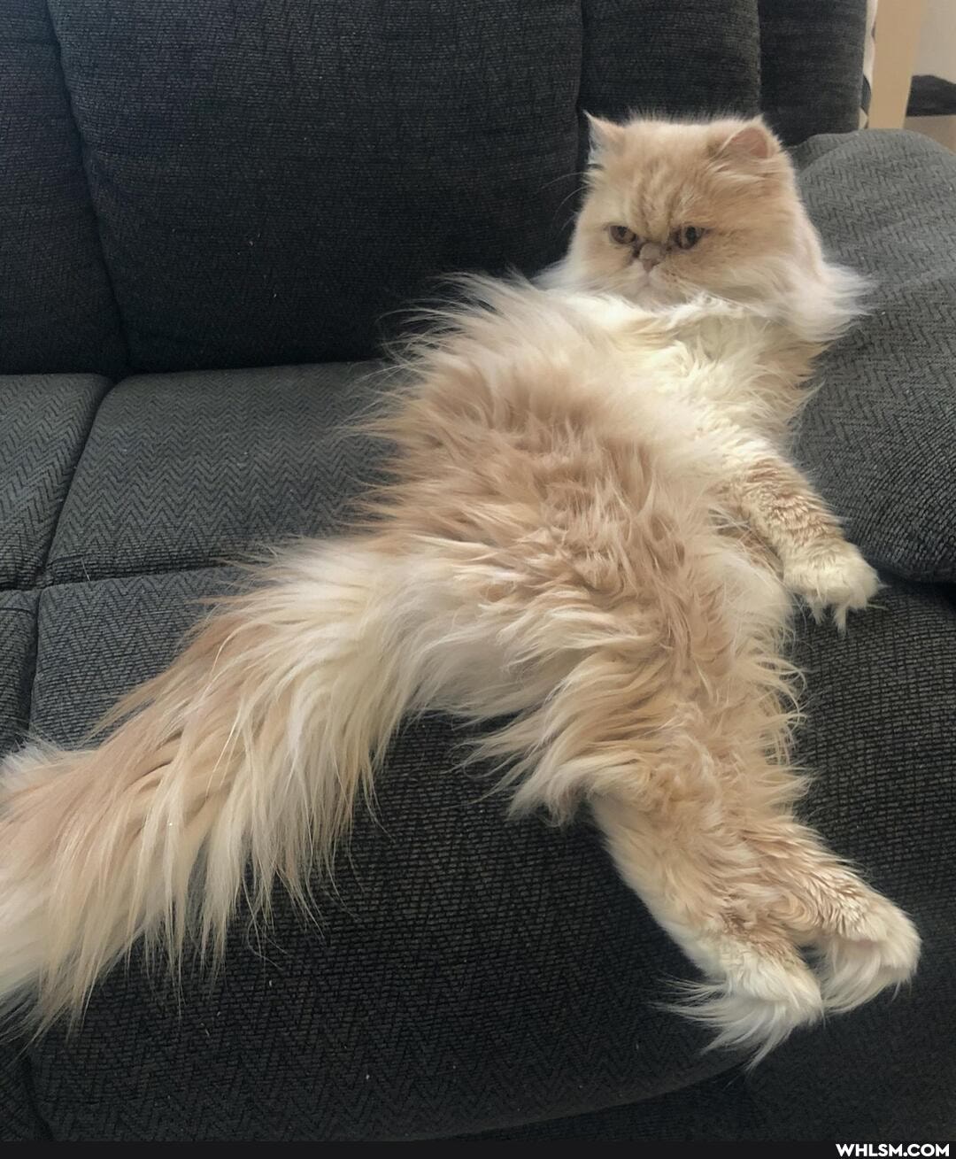 funny, cats, aww, awesome